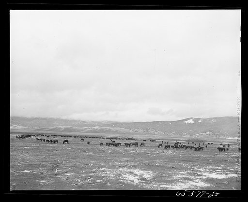 Untitled photo, possibly related to: Beaverhead County, Montana. Cattle feeding on the Bar B Ranch in the Big Hole Basin
