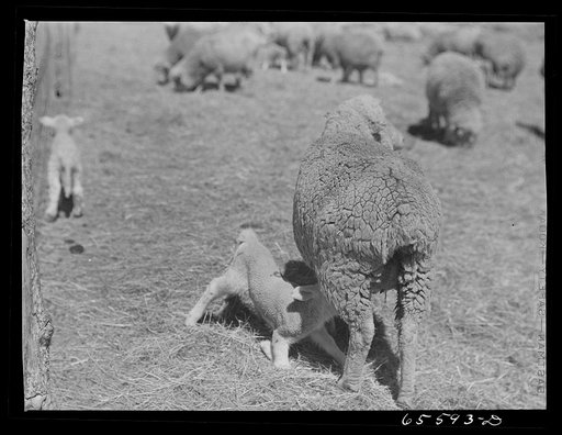 Untitled photo, possibly related to: Ravalli County, Montana. Ewe and lamb wearing an extra coat of wool