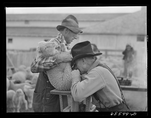 Ravalli County, Montana. Castrating young lambs