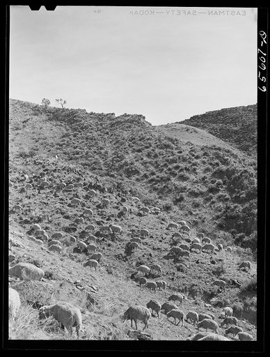 Untitled photo, possibly related to: Beaverhead County, Montana. Sheep on the range