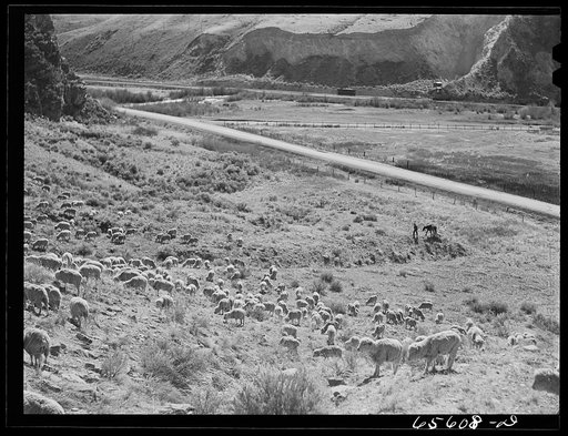 Untitled photo, possibly related to: Beaverhead County, Montana. Sheep on the range
