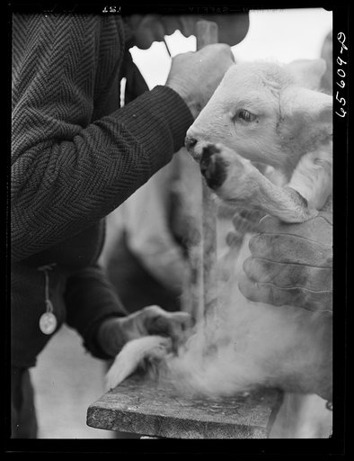 Untitled photo, possibly related to: Ravalli County, Montana. Branding, tail cutting, docking, and ear slitting operations on Clarence Goff's sheep farm