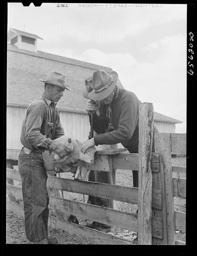 Ravalli County, Montana. Ear slitting on Clarence Goff's sheep farm