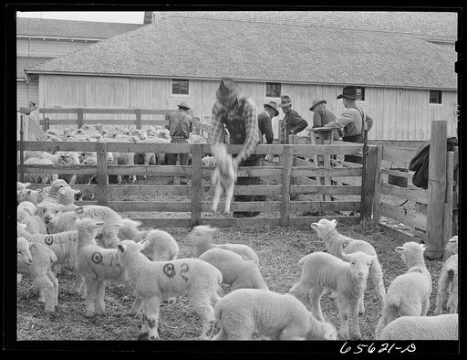 Ravalli County, Montana. Docking, branding, tail cutting, and ear slitting of young lambs on Clarence Goff's sheep farm