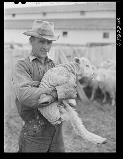 Ravalli County, Montana. Sheep worker with a lamb about to be castrated