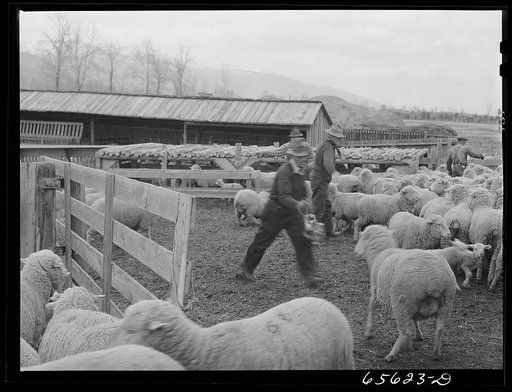 Untitled photo, possibly related to: Ravalli County, Montana. Branding, tail cutting, docking, and ear slitting operations on Clarence Goff's sheep farm