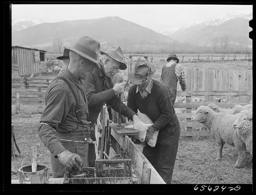 Ravalli County, Montana. Slitting ears of a young lamb