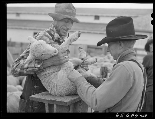 Untitled photo, possibly related to: Ravalli County, Montana. Castrating young lambs