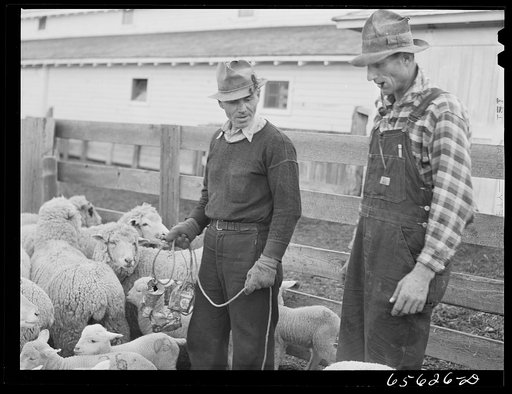 Untitled photo, possibly related to: Ravalli County, Montana. Docking, branding, tail cutting, and ear slitting of young lambs on Clarence Goff's sheep farm