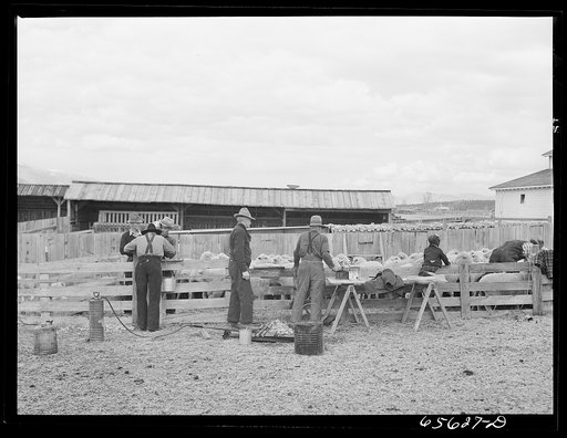 Ravalli County, Montana. Docking, branding, tail cutting, and ear slitting of young lambs on Clarence Goff's sheep farm