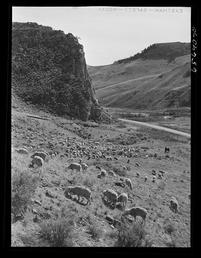 Beaverhead County, Montana. Sheep along U.S. highway number ninety-one