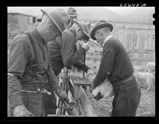 "[Untitled photo, possibly related to:  Ravalli County, Montana. Slitting ears of a young lamb]"