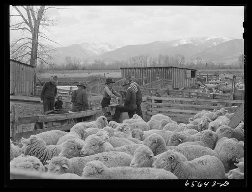 Ravalli County, Montana. Branding, tail cutting, docking, and ear slitting operations on Clarence Goff's sheep farm