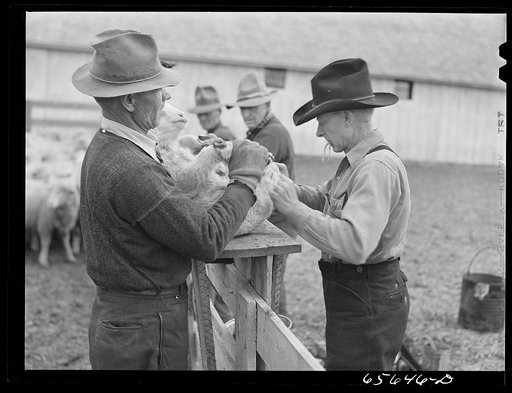 Untitled photo, possibly related to: Ravalli County, Montana. Castrating young lamb