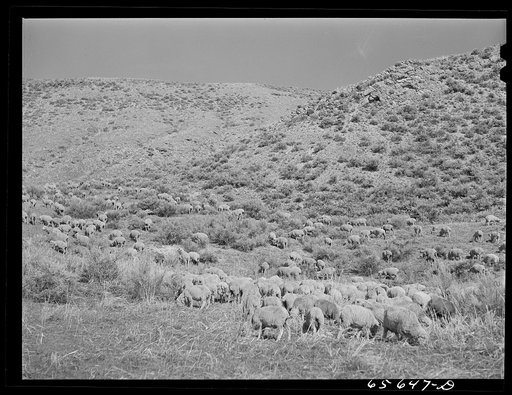 Untitled photo, possibly related to: Beaverhead County, Montana. Sheep on the range