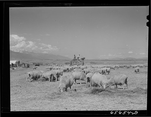 Ravalli County, Montana. Lambing time. Feeding ewes who have not yet lambed