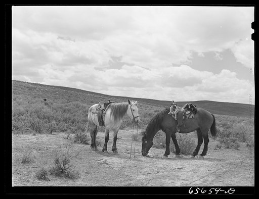 Untitled photo, possibly related to: Moffatt County, Colorado. Sheepherder's outfit