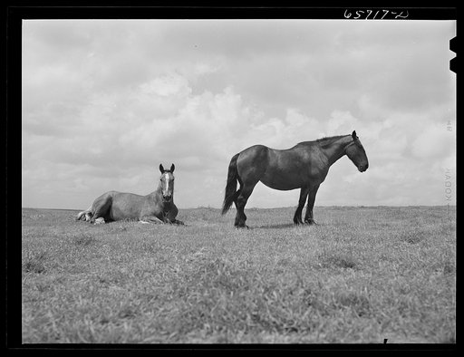 Hall County, Nebraska. Horses
