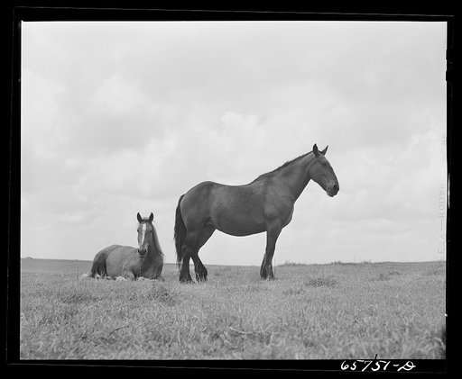 Untitled photo, possibly related to: Hall County, Nebraska. Horses