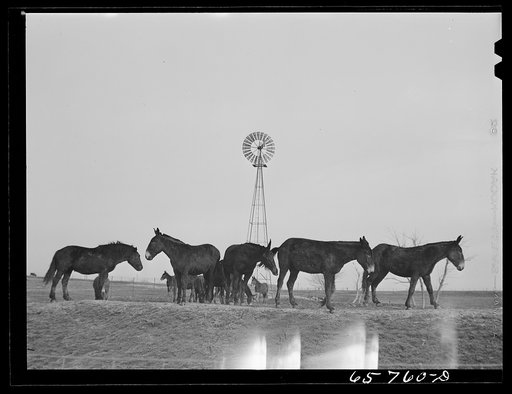Chillicothe, Missouri (vicinity). Mule farm