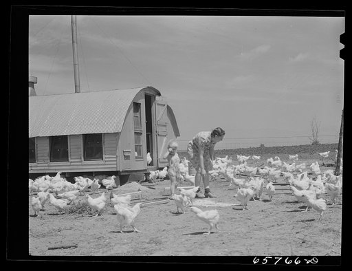 Lancaster County, Nebraska. Mrs. Lynn May, FSA (Farm Security Administration) borrower, feeding chickens