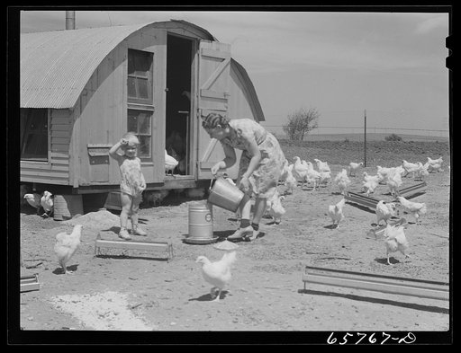Untitled photo, possibly related to: Lancaster County, Nebraska. Mrs. Lynn May, FSA (Farm Security Administration) borrower, feeding chickens