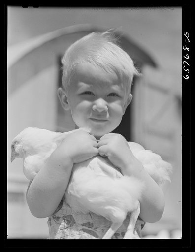 Untitled photo, possibly related to: Lancaster County, Nebraska. Mrs. Lynn May's son carrying a chicken
