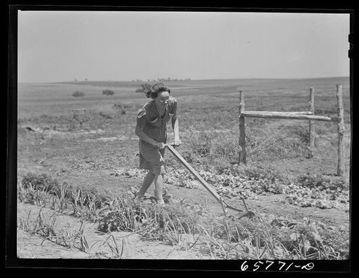 Lancaster County, Nebraska. Mrs. Pierce working in her garden