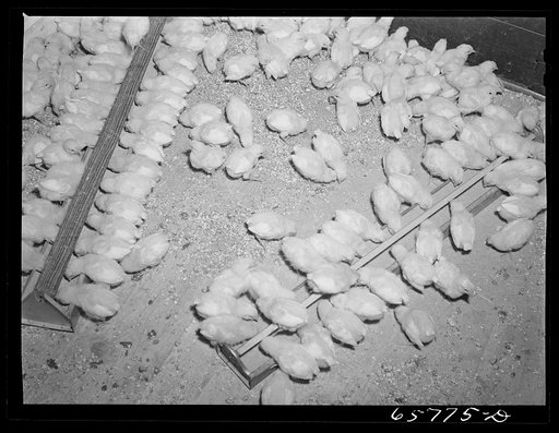 Lancaster County, Nebraska. Chicks in brooder house on farm of FSA (Farm Security Administration) borrower