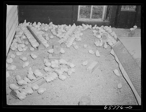 Lancaster County, Nebraska. Chicks in brooder house on farm of FSA (Farm Security Administration) borrower