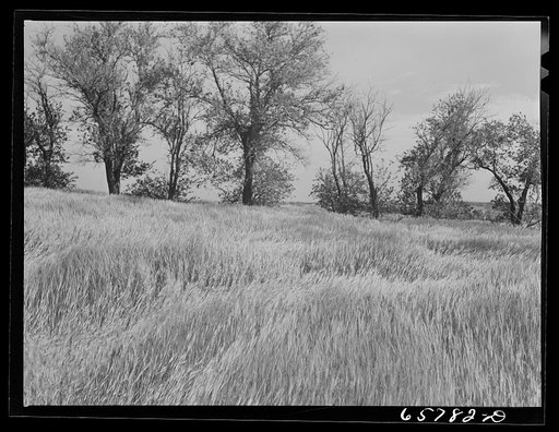 Untitled photo, possibly related to: Lancaster County, Nebraska. Field of rye