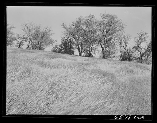 Untitled photo, possibly related to: Lancaster County, Nebraska. Field of rye