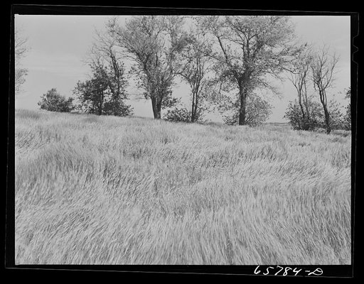 Lancaster County, Nebraska. Field of rye