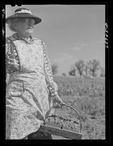 Untitled photo, possibly related to: Lancaster County, Nebraska. Picking strawberries