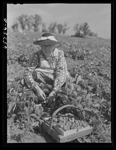 Lancaster County, Nebraska. Picking strawberries