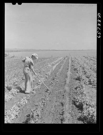 Lancaster County, Nebraska. Mrs. Thelander, FSA (Farm Security Administration) borrower, working in her garden