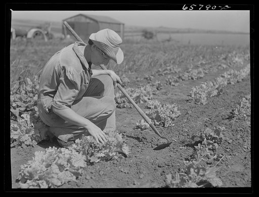 Lancaster County, Nebraska. Mrs. Thelander, FSA (Farm Security Administration) borrower, working in her garden