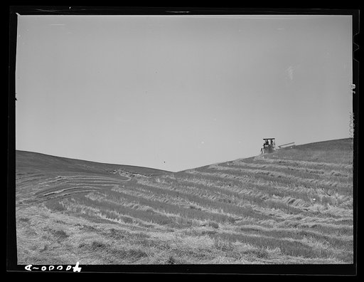Tractor-drawn combine in wheat. Whitman County, Washington. In most wheat growing sections of the world it is necessary for the grain to be shocked for curing before threshing, but because of the long, dry summers in this section, it is possible to thresh when it is cut.---J. Russell Smith, "North A