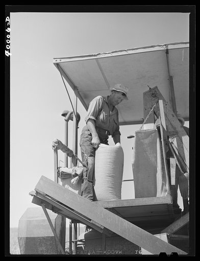 The sacker on wheat combine. Whitman County, Washington