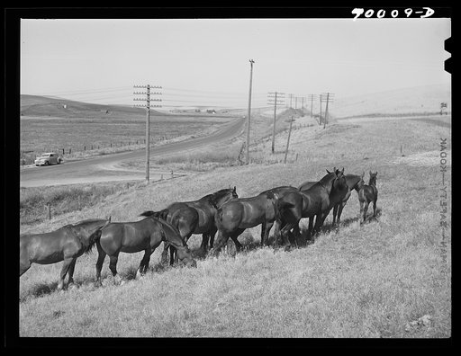 Workhorses, wheat farm in Whitman County, Washington
