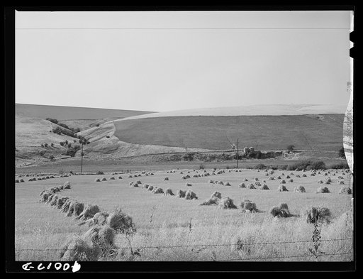 Barley in the shock.Whitman County, Washington