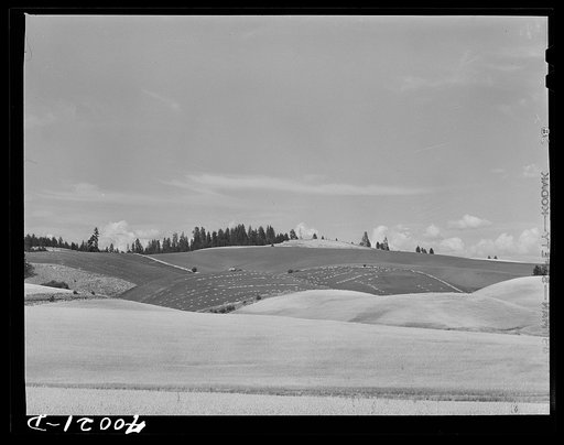 Wheat field. Latah County, Idaho