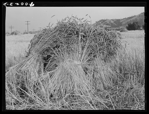 Barley in the shock. Whitman County, Washington