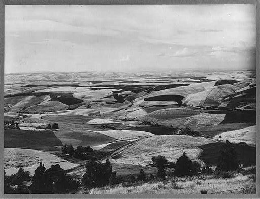 Wheat fields from Winchester Hill. Nez Perce County, Idaho