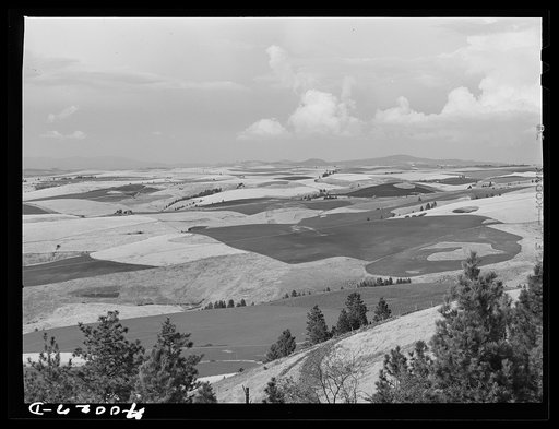 Untitled photo, possibly related to: Wheat land. Darker fields are summer fallow. Nez Perce County, Idaho
