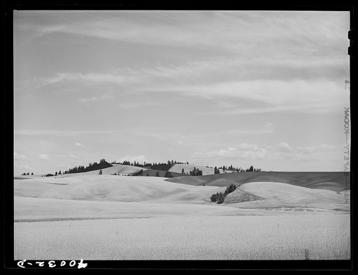 Wheat fields. Nez Perce County, Idaho.