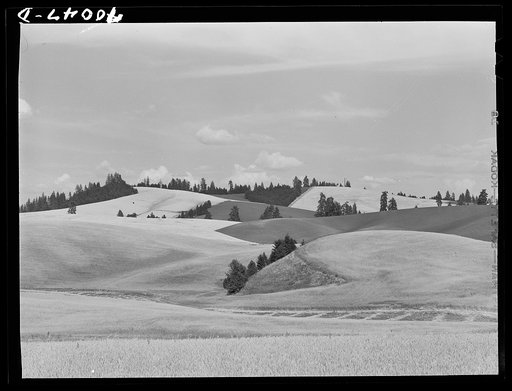 Wheat fields and summer fallow. Whitman County, Washington