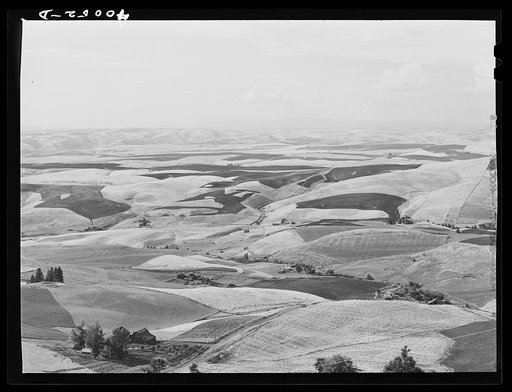 Wheat land. Darker fields are summer fallow. Nez Perce County, Idaho