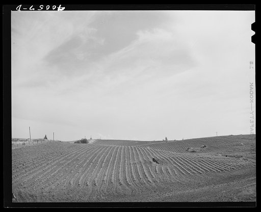 Freshly harrowed land. Whitman County, Washington