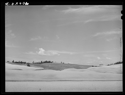 Wheat fields. Whitman County, Washington